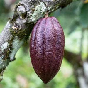 Így készül a bean to bar csokoládé 