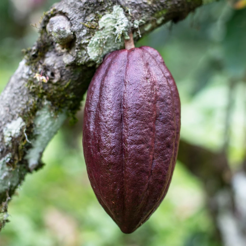 Így készül a bean to bar csokoládé 