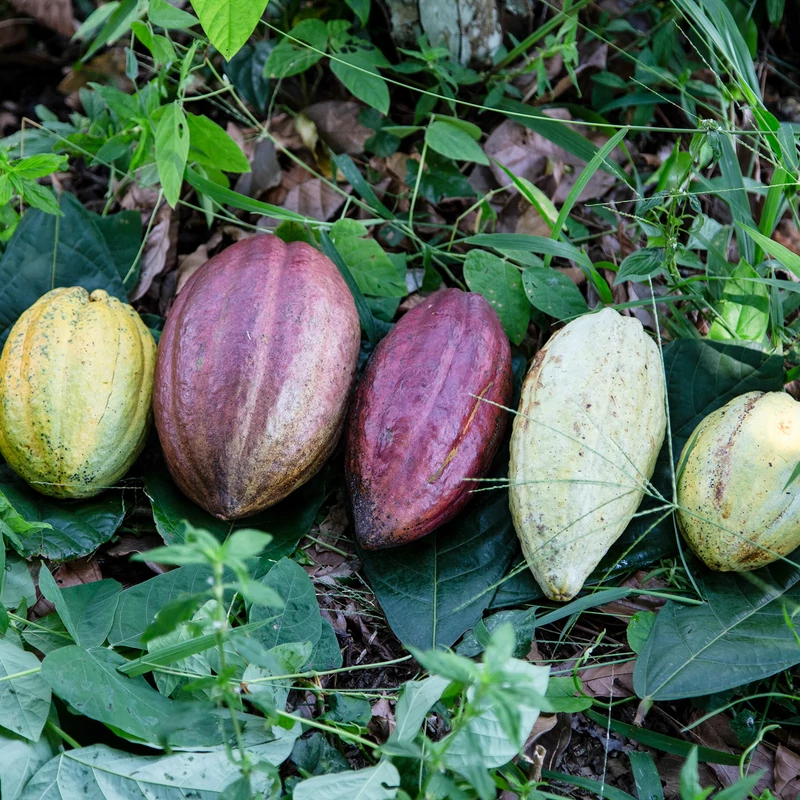 Single origin vagy terület szelektált - mi is ez valójában? 